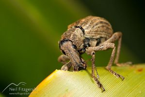 Flax weevil eating flax