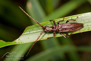 Spiny longhorn