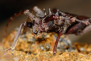 Spiny longhorn