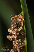 Spiny longhorn