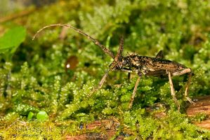 Spiny longhorn