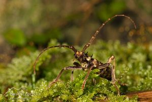 Spiny longhorn