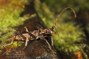 Spiny longhorn