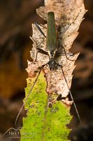 Large green longhorn 