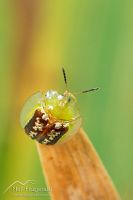 Cassida compuncta