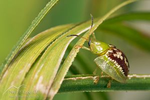 Tortoise beetle