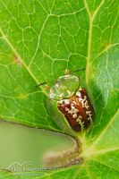 Cassida compuncta
