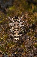 Common tiger beetle