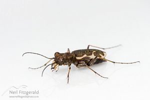 Common tiger beetle