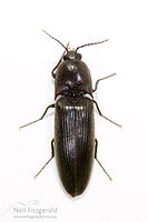 Pasture wireworm