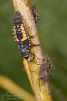 Harlequin ladybird