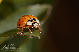 Harlequin ladybird
