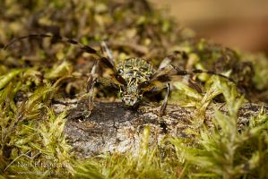 Squeaking longhorn