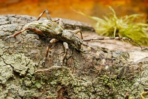 Squeaking longhorn