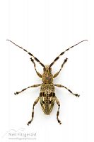 Squeaking longhorn
