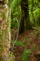 New Zealand giraffe weevil