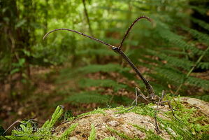 New Zealand giraffe weevil
