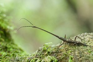 Giraffe weevil