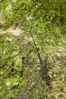 Giraffe weevil