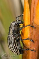 Speargrass weevil 
