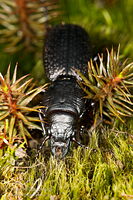 Ground beetle