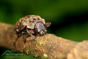 Stag beetle
