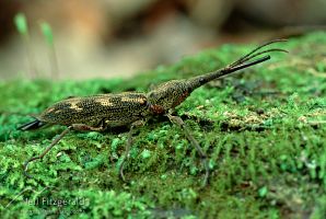 Giraffe weevil