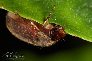 Yellow-spotted chafer