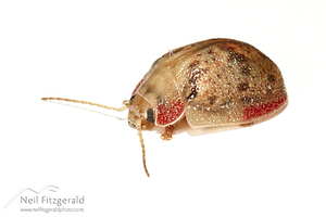Eucalyptus tortoise beetle