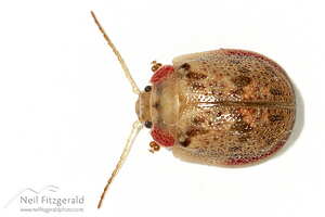 Eucalyptus tortoise beetle