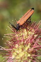 Red-winged lycid beetle