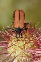Red-winged lycid beetle