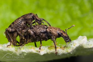 Weevils