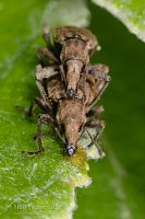 Weevils
