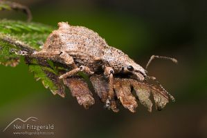 Weevil