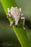 Weevil