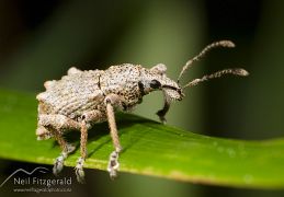 Beetles