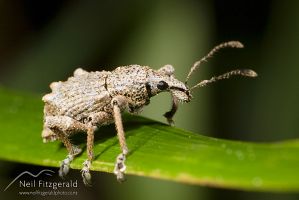 Weevil