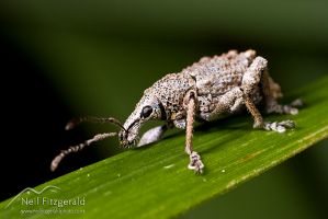 Weevil