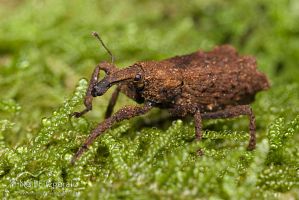 Weevil