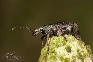 Weevil