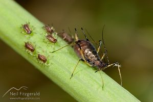 Aphid