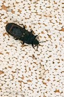 Flat fungus bug
