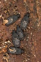 Bark bugs
