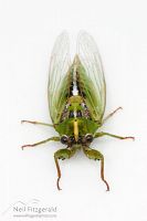 Variable cicada