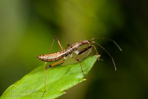 Damsel bug