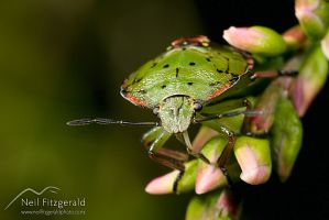 Green vegetable bug