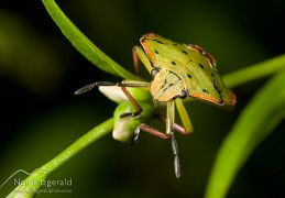 Bugs