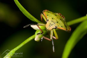 Green vegetable bug