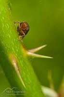 Planthopper